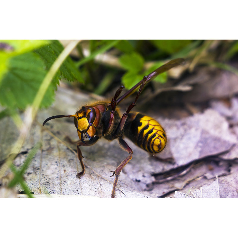 Ina European Hornet sur toile, H 32 po x l 48 po