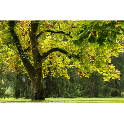 Park With Big Trees by Undefined Undefined - Wrapped Canvas Print