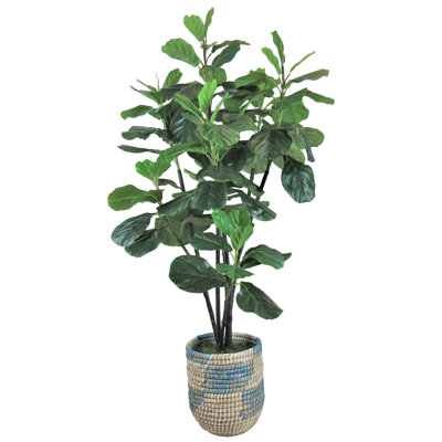 Figuier dans un panier 54,00 "Liasia