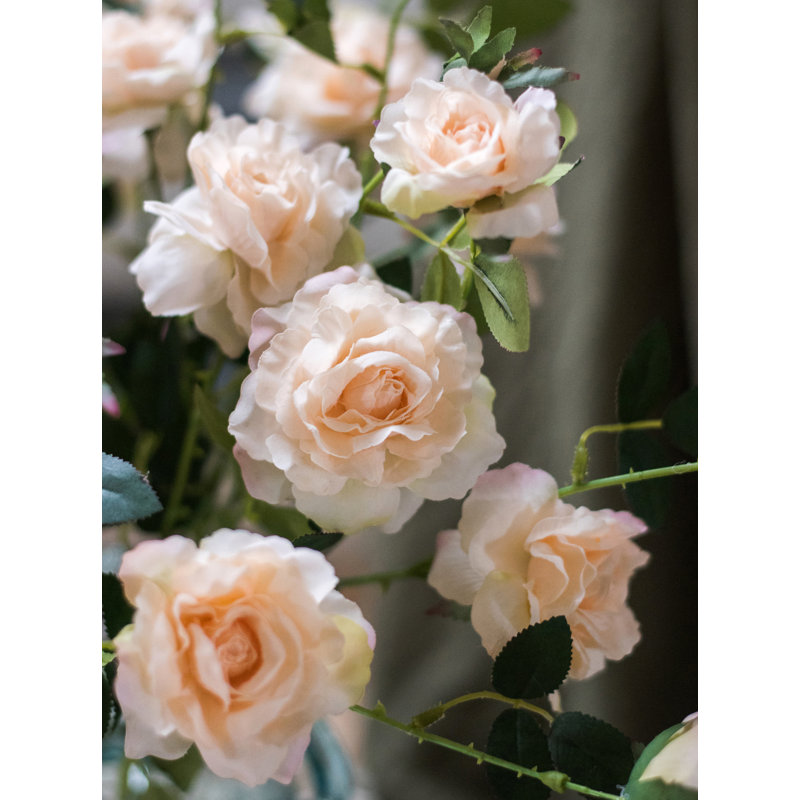 Tige de rose en fleur, Blanc