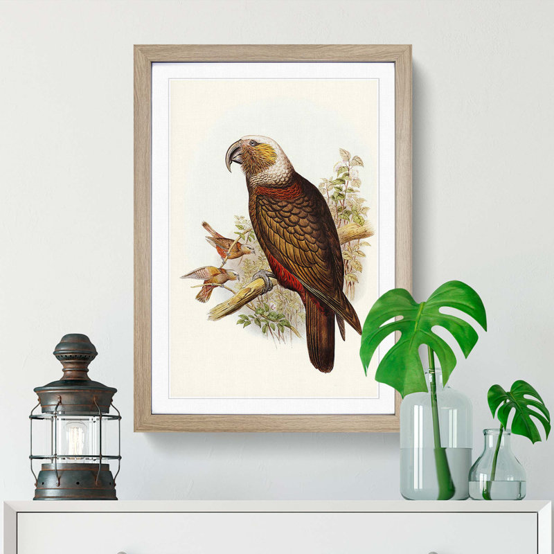 Ka-Ka Parrot by Elizabeth Gould - Picture Frame Graphic Art Print, 36cm H x 27cm W x 2cm D, Oak Framed