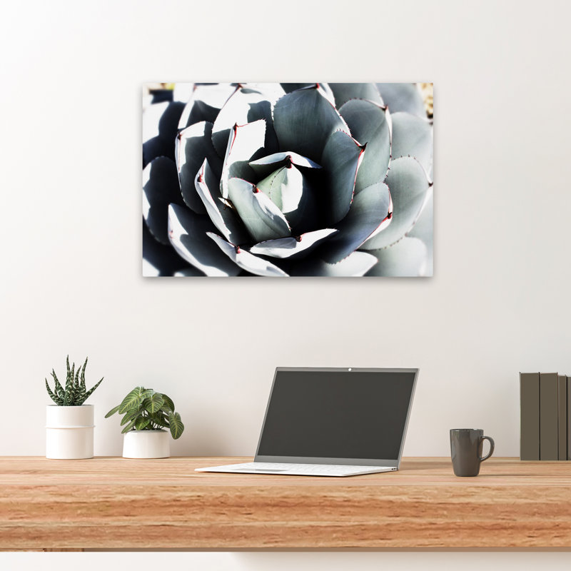 Paysage, nature, plantes, fleurs, plante grasse printanière, H 16 po x l 24 po