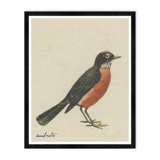 American Robin Print