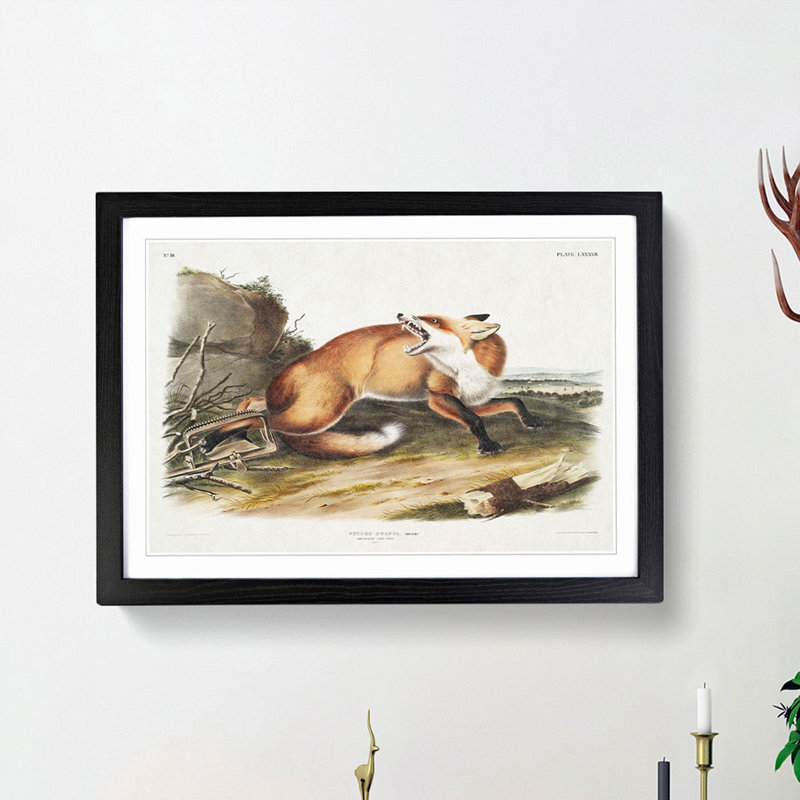 Red Fox Caught in a Trap by J.W. Audubon - Picture Frame Painting Print, 48cm H x 65cm W x 2cm D, Black Framed