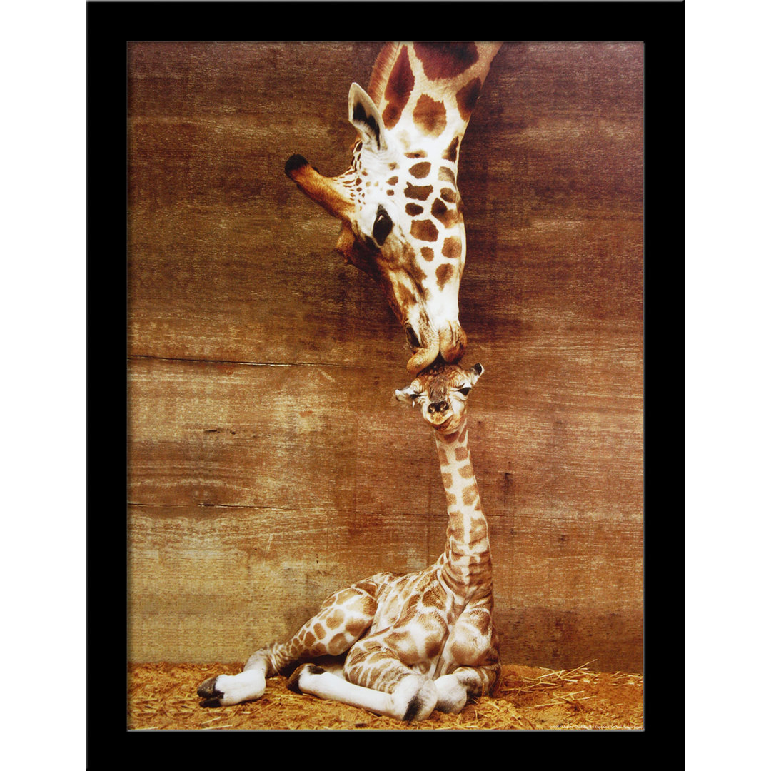 " Giraffe Baby Mother First Kiss " by Ron D'raine Indigo Safari