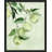 " Green Apples "-98267254-98267256