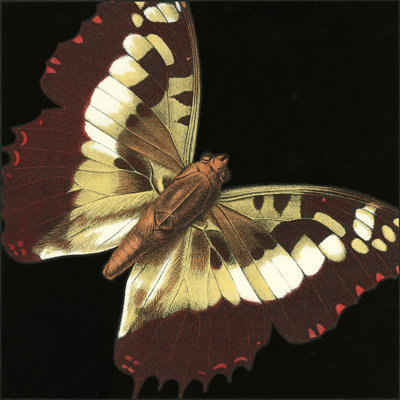 Small Dramatic Butterflies IV - Wrapped Canvas Print