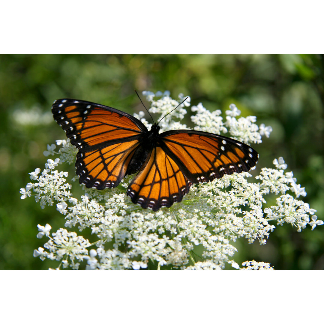 Schmetterling von Sherrij - Leinwandbild