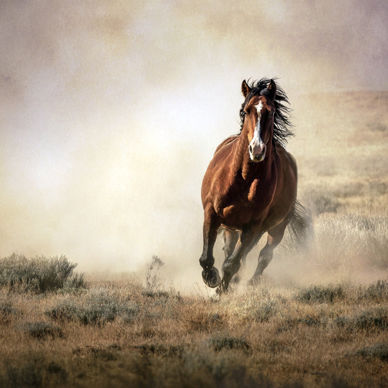 «Dust Runner», art mural sur toile tendue, L 40 po x H 40 po x P 1,5 po