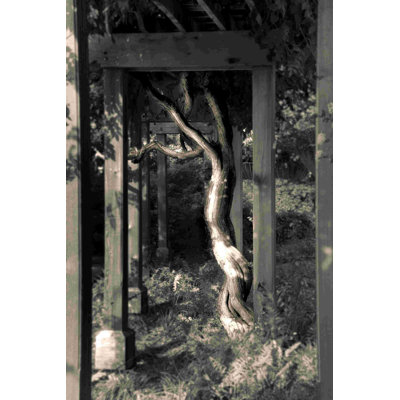 " Tree And Arbour "