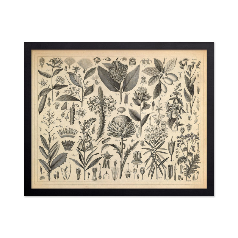 Sève et plantes résineuses, Black Framed, Poster, 08"H x 10"W