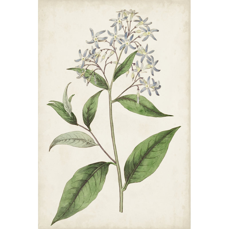 Antique Botanical Collection XII by Ridgeway - Wrapped Canvas Art Prints, Black Floater Framed, 30cm H x 20cm W