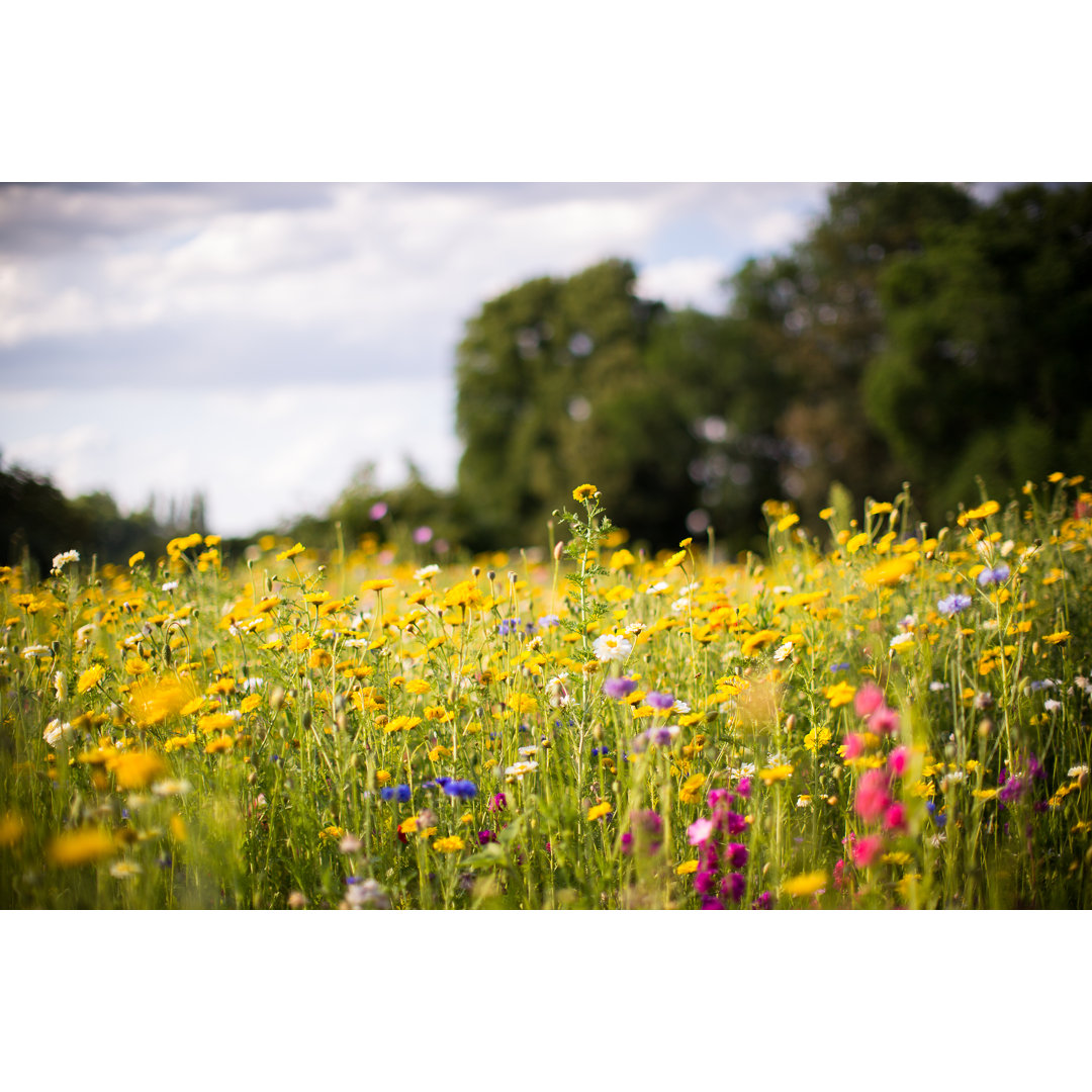 Leinwandbild Wiese der wilden Blumen