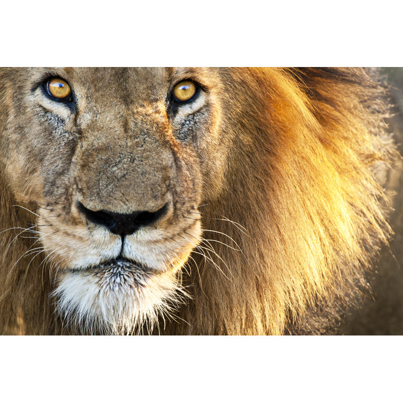 Sun Kissed Male Lion - Wrapped Canvas Print, 51cm H x 76cm W x 3.8cm D