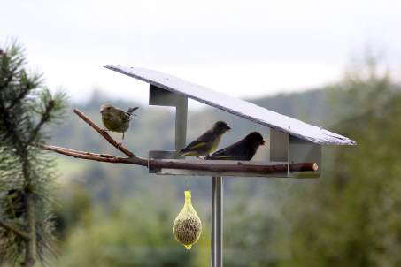 Metal Tray Bird Feeder