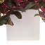 Tradescantia Zebrina Arranged In Ceramic Vase-1123193439-1331091545