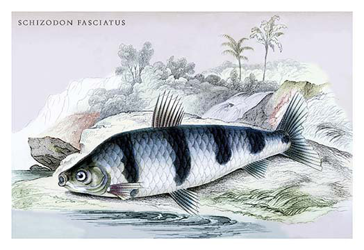 « schizodon fasciatus » par robert h. schomburgk, reproduction d’art