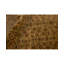 Marquis Wool Oriental Area Rug in Brown