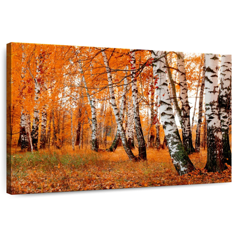 Forêt de bouleaux Harnek Autumn, H 8 po x l 12 po