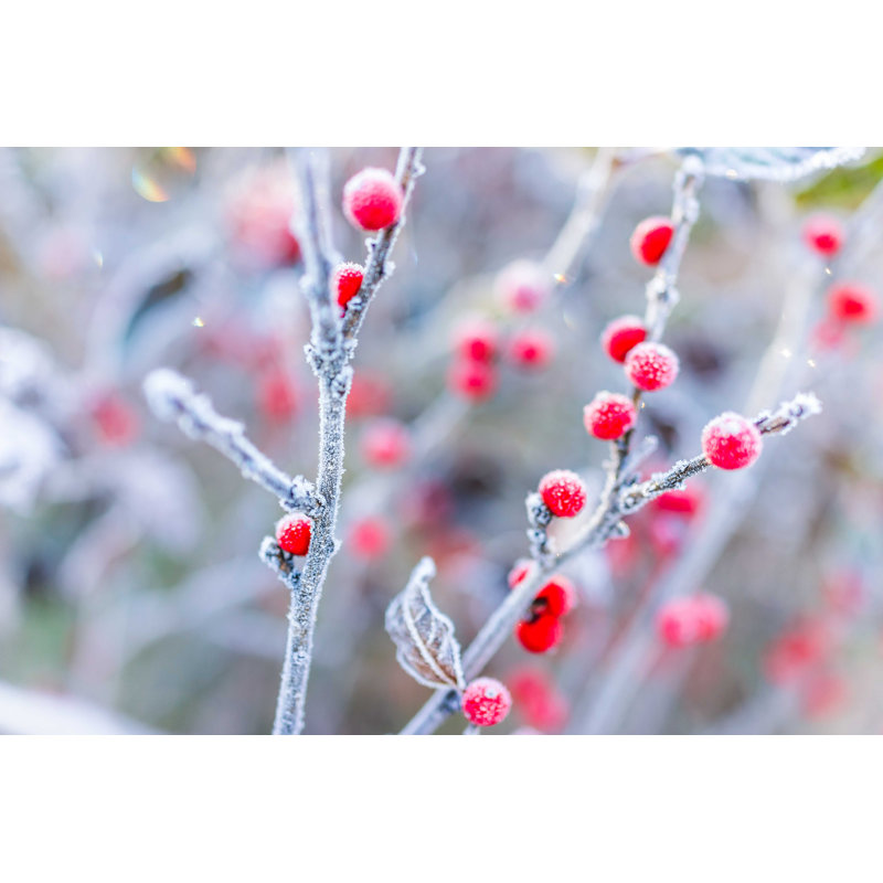 Red Winter Berries - Photographie sur toile tendue, H 24 po x l 36 po