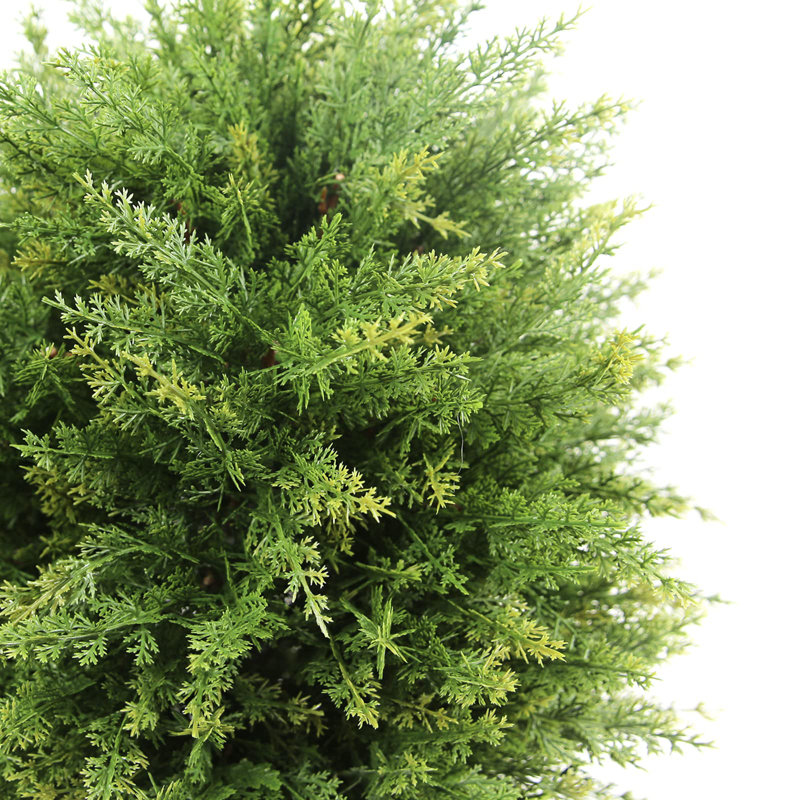 21.5'' Cedar Plant