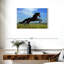 Brampt superbe cheval frison-107863174