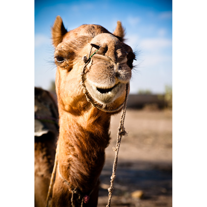 Dromedary Portrait by Fredrikarnell - Wrapped Canvas Print, 46cm H x 30cm W