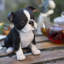 Boston Terrier | Handpainted Decorative Puppy Statue for Home & Garden Decor | Premium Polyresin Dog Statue | Gift for Dog Lovers | Weather-Resistant Indoor/Outdoor Decor-604739367