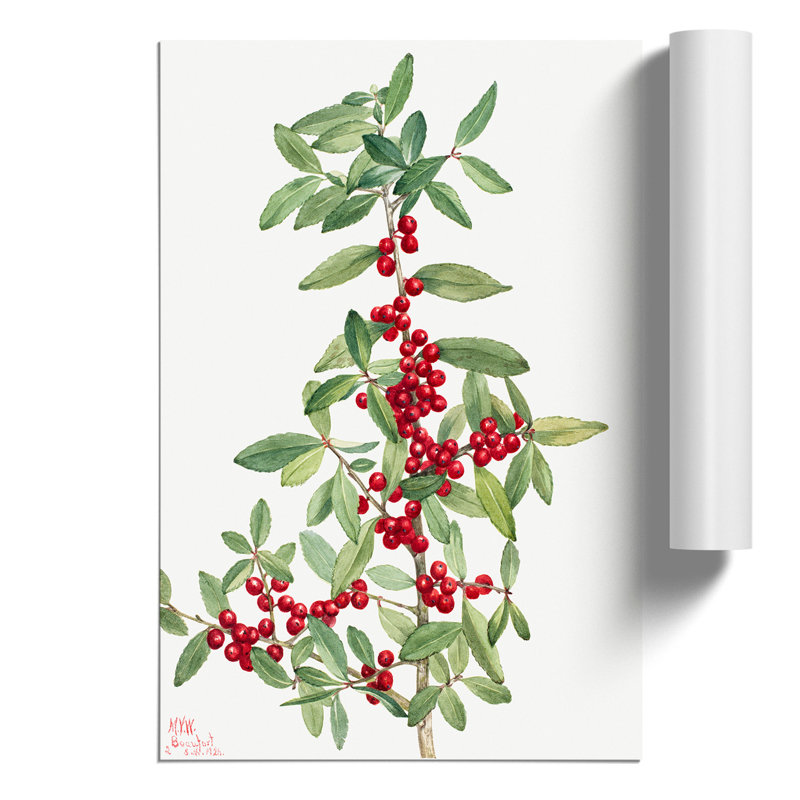 Yaupon by Mary Vaux Walcott - Frameless Print, 42cm H x 30cm W x 0.1cm D