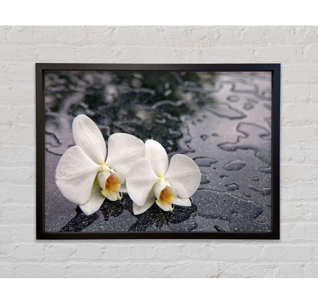 Orchid Heads In Water - Single Picture Frame Kunstdrucke auf Leinwand