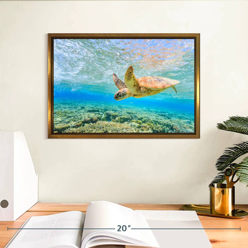 Turtle Dive, Floating Frame Gold, 13" X 9"