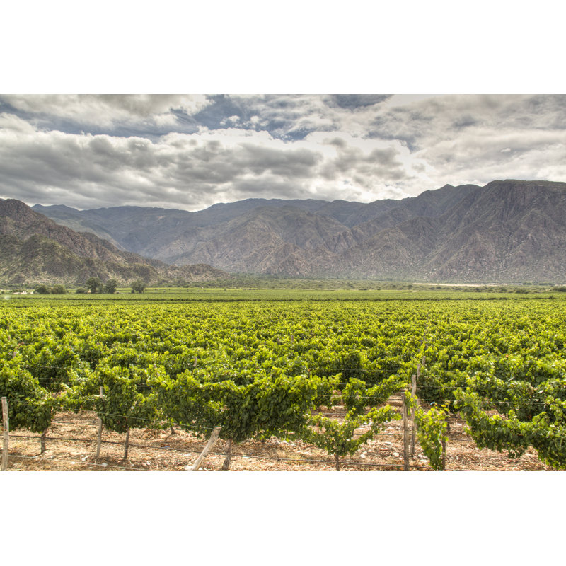 Binger Vineyards In Cafayate - Wrapped Canvas Print, 30cm H x 46cm W x 3.8cm D