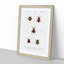 Beetle Illustrations PL.15 by Charles D'Orbigny - Single Picture Frame Print-55544117-55544115