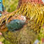 Statue de coq en fer Higgenbotham