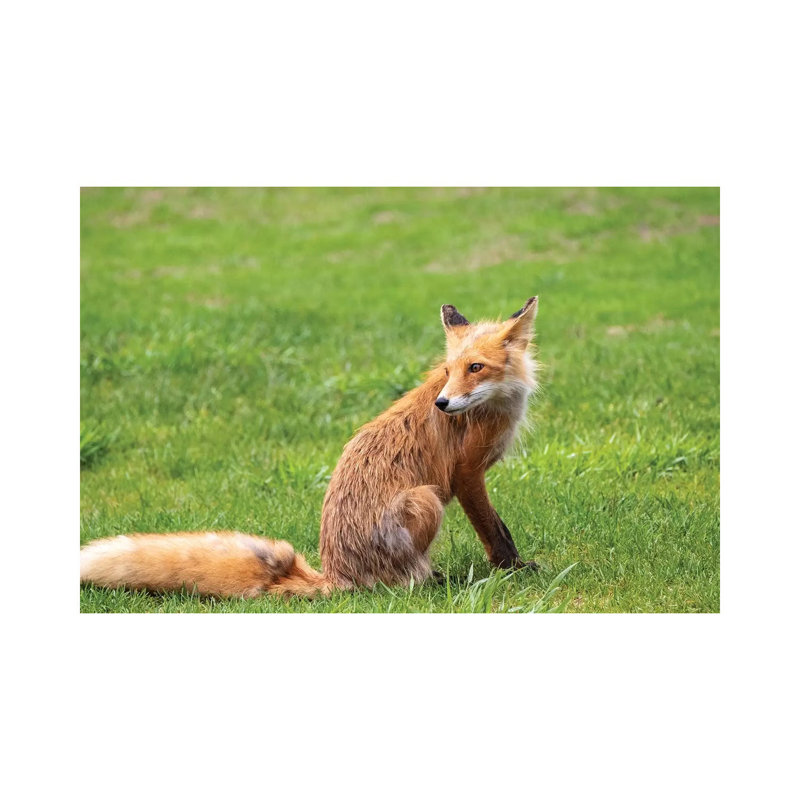 Red Foxon Grass by George Theodore - Wrapped Canvas Print, 20.32 cm H x 30.48 cm W
