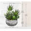 27.94cm Plant