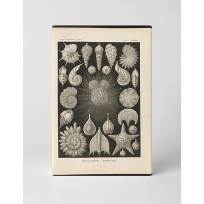 Thalamophora – Kammerlinge (Plate 2, Kunstformen der Natur, 1899) — Portrait Canvas Wall Art