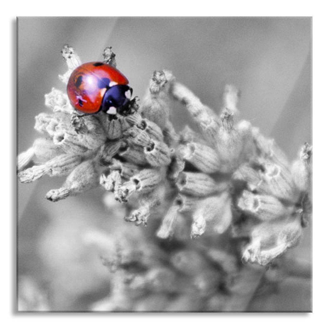 Glasbild Little Ladybird on Lavender