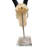 Brisny Real Springbok Skull on Acrylic Base