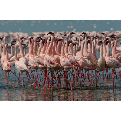 Flamants nains - Photographie sur toile tendue