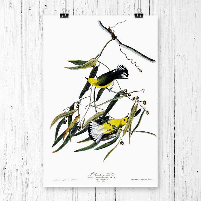 John Audubon - No Frame Painting, 42cm H x 29.7cm W