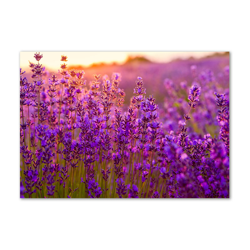 Lavender Field - Wrapped Canvas Print