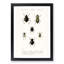 Beetle Illustrations PL.7a by Charles D'Orbigny - Single Picture Frame Print-55544079-55544078