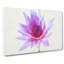 Water Lily - Wrapped Canvas-56640096