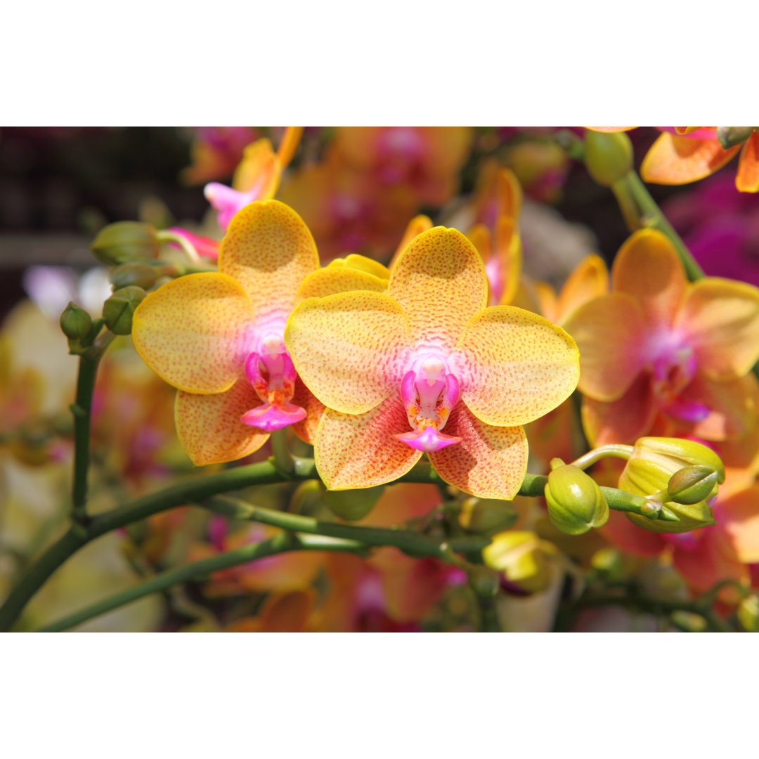 Orchideen von Winhorse Leinwandbild