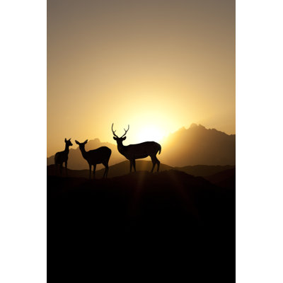 Mule Deer In Sunset by MarinaGold - Wrapped Canvas Print
