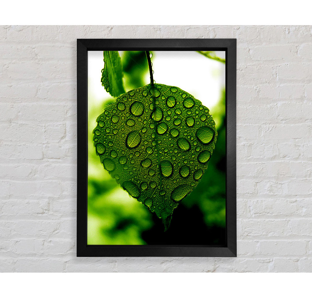 Wassertropfen auf einem Blatt - Druck