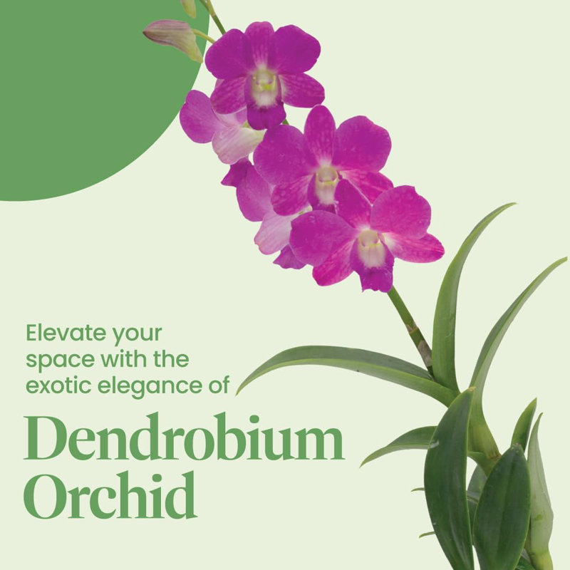 Dendrobium Orchid in 4-Inch Black Pot with Purple Flowers