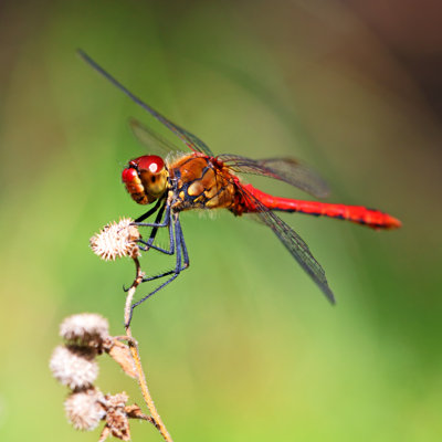 Belva Red Dragonfly - Wrapped Canvas Print