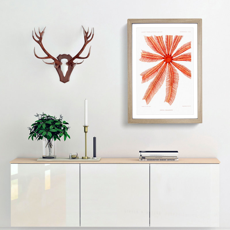 Starfish by Albert I - Framed Print, 65cm H x 48cm W x 2cm D, Oak Framed